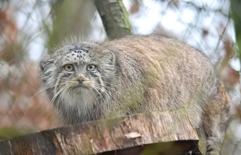 ブルノ動物園のローザの写真