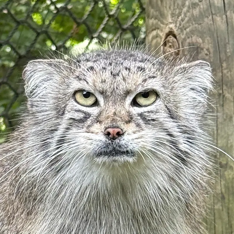 スミソニアン国立動物園のマヌルネコのセバ