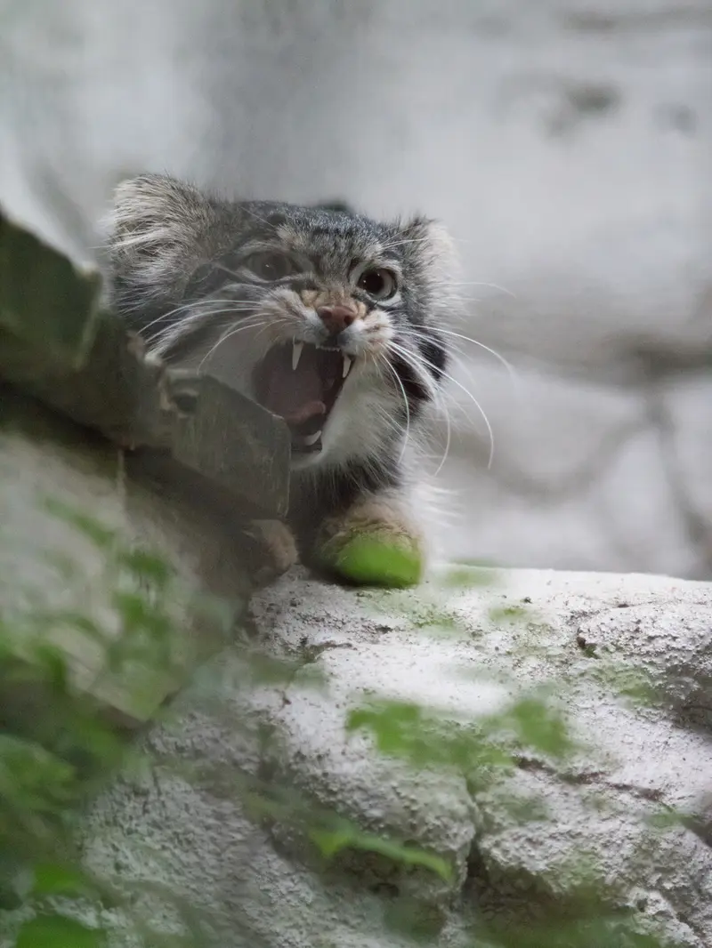 野毛山動物園のフィーガの写真