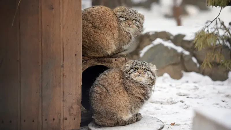 Novosibirsk Zooのマリクとバユンの動画