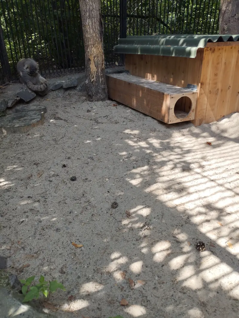 ノヴォシビルスク動物園のマヌルネコの写真