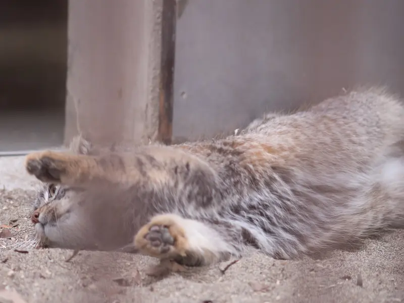 野毛山動物園のフィーガの写真