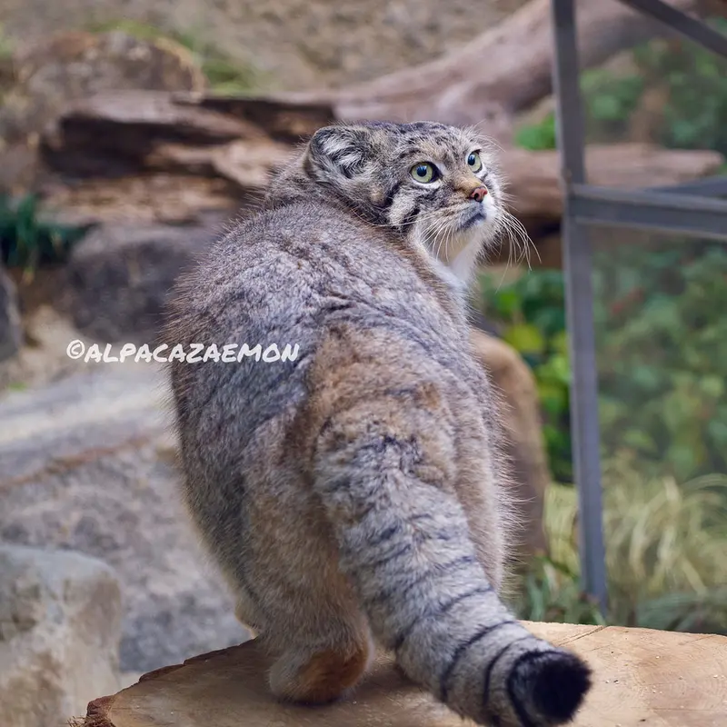 神戸どうぶつ王国のレフの写真