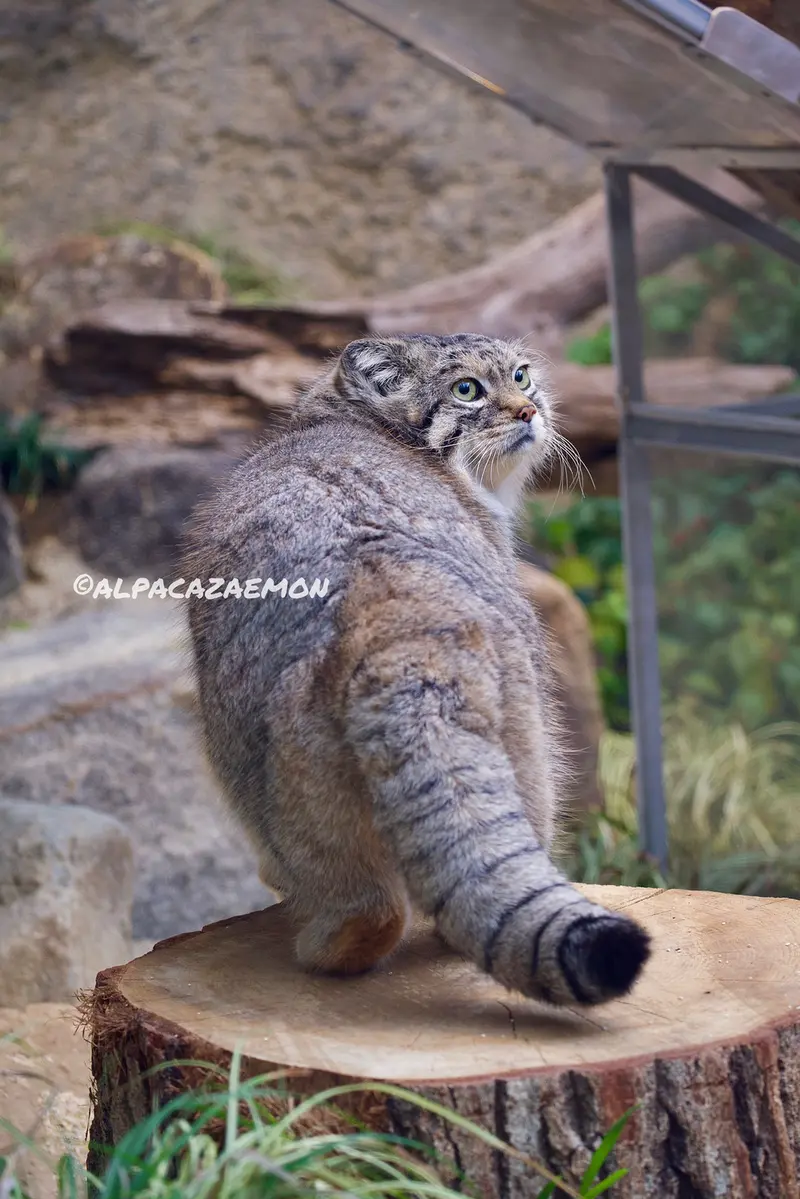 神戸どうぶつ王国のレフの写真