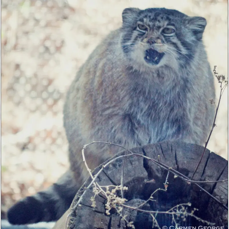 シャイアン・マウンテン動物園のナディアの写真