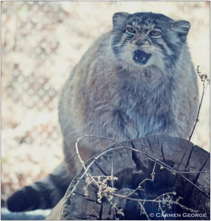 シャイアン・マウンテン動物園のナディアの写真