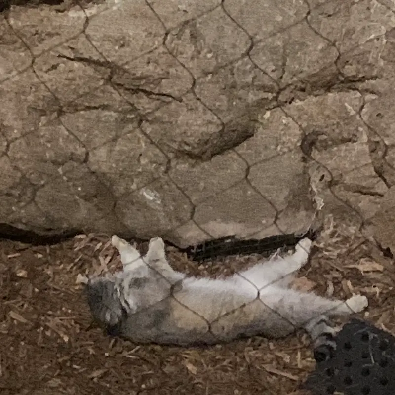 マヌルネコの写真