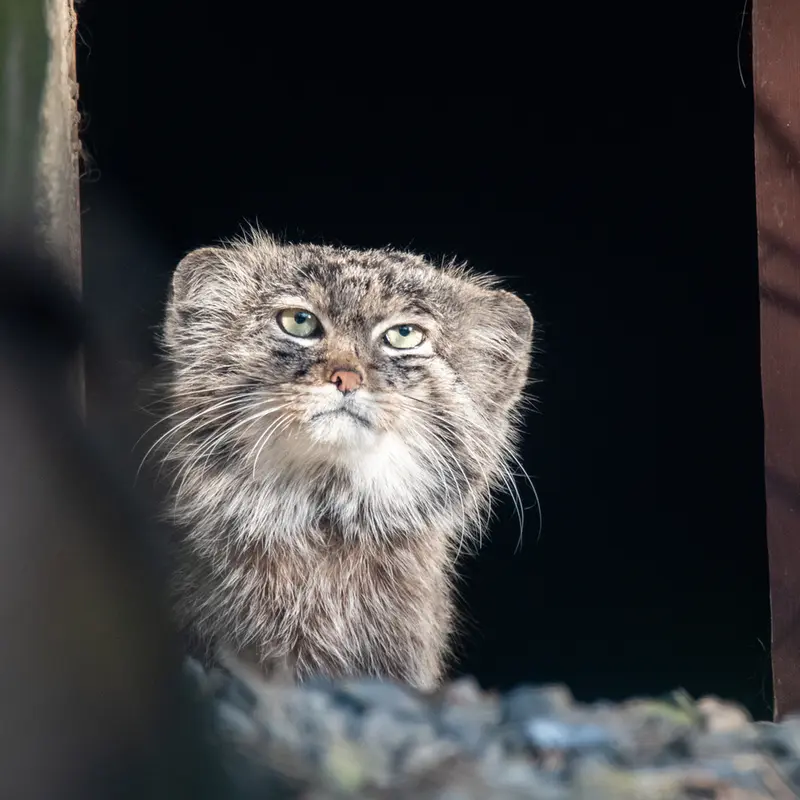 オストラヴァ動物園のプルトンの写真