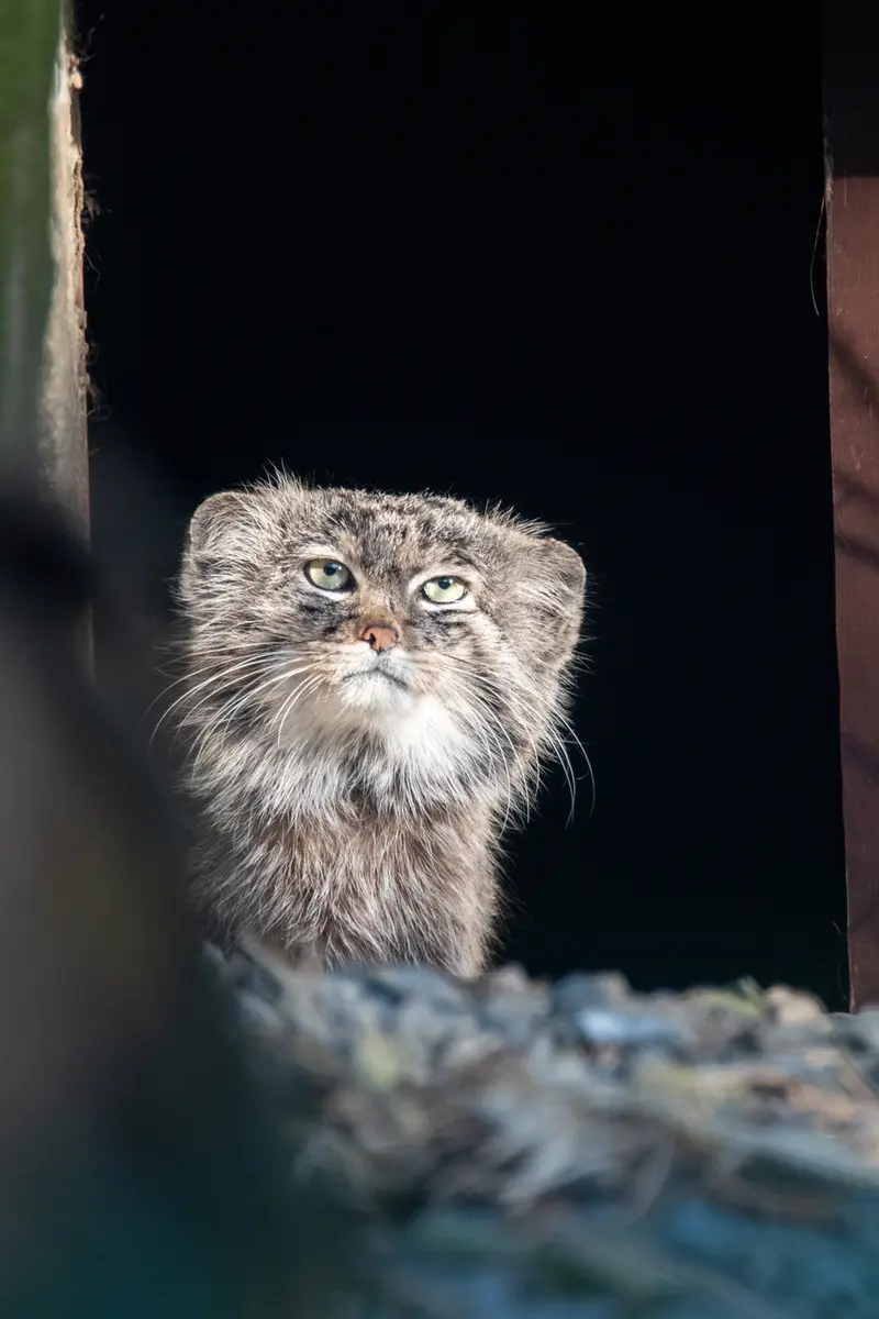 オストラヴァ動物園のプルトンの写真