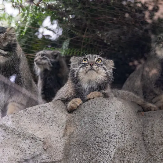 神戸どうぶつ王国のテル、メイ、オトとナゴムの写真