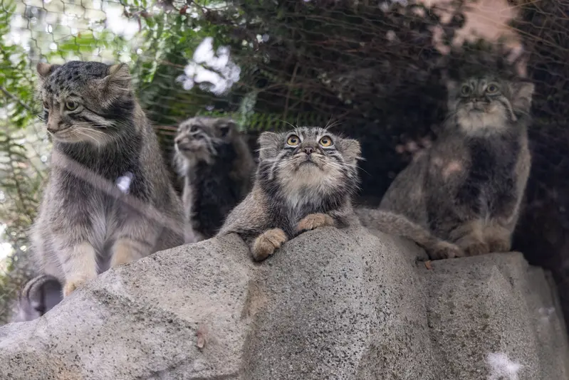 神戸どうぶつ王国のテル、メイ、オトとナゴムの写真