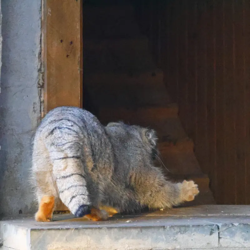 モスクワ動物園のティモフェイの写真