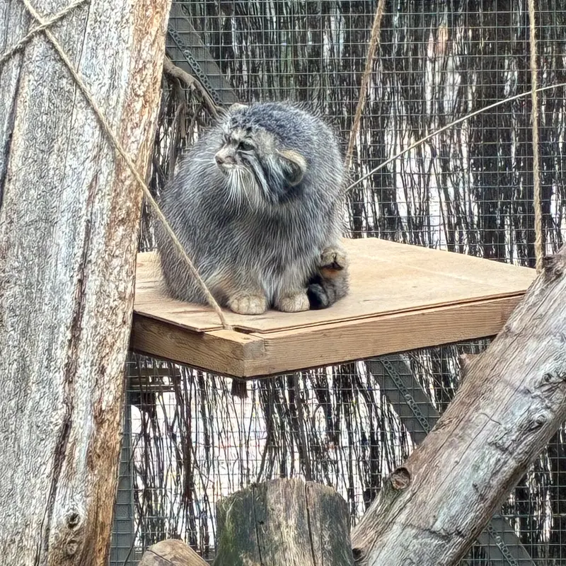 タリン動物園のアルタニの写真