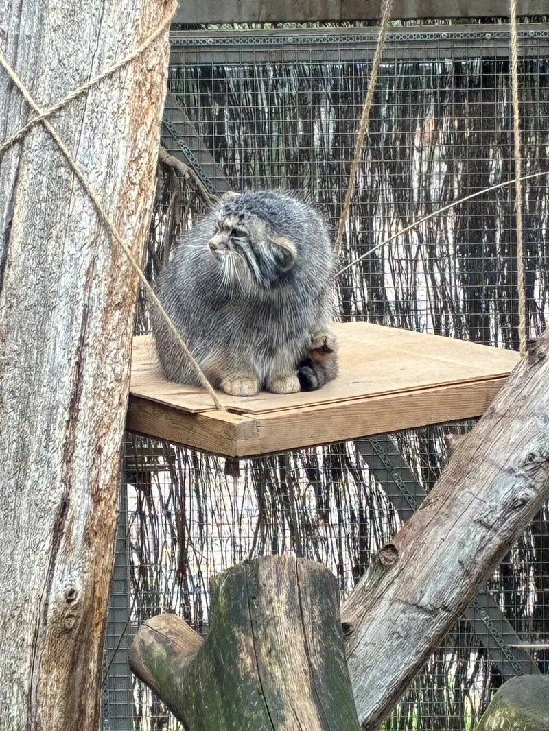 タリン動物園のアルタニの写真