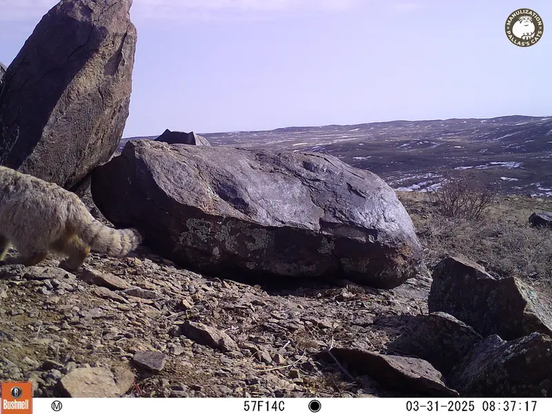 コシュカルカメラトラップで撮影したOtocolobus manul manulの写真