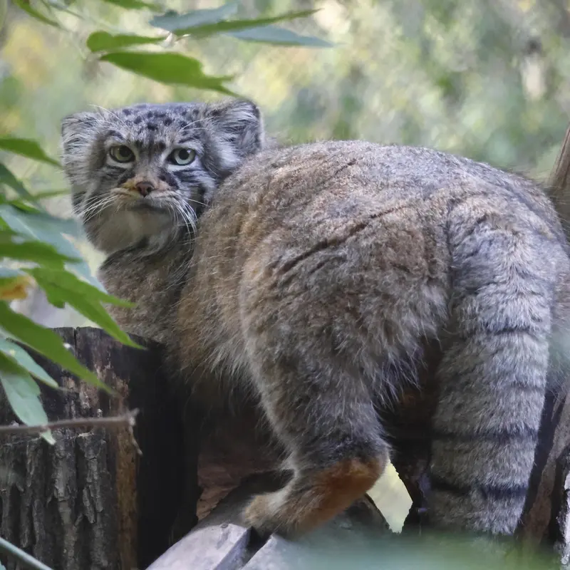 ノヴォシビルスク動物園のゾーシャの写真