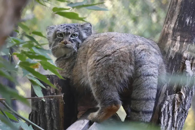 ノヴォシビルスク動物園のゾーシャの写真
