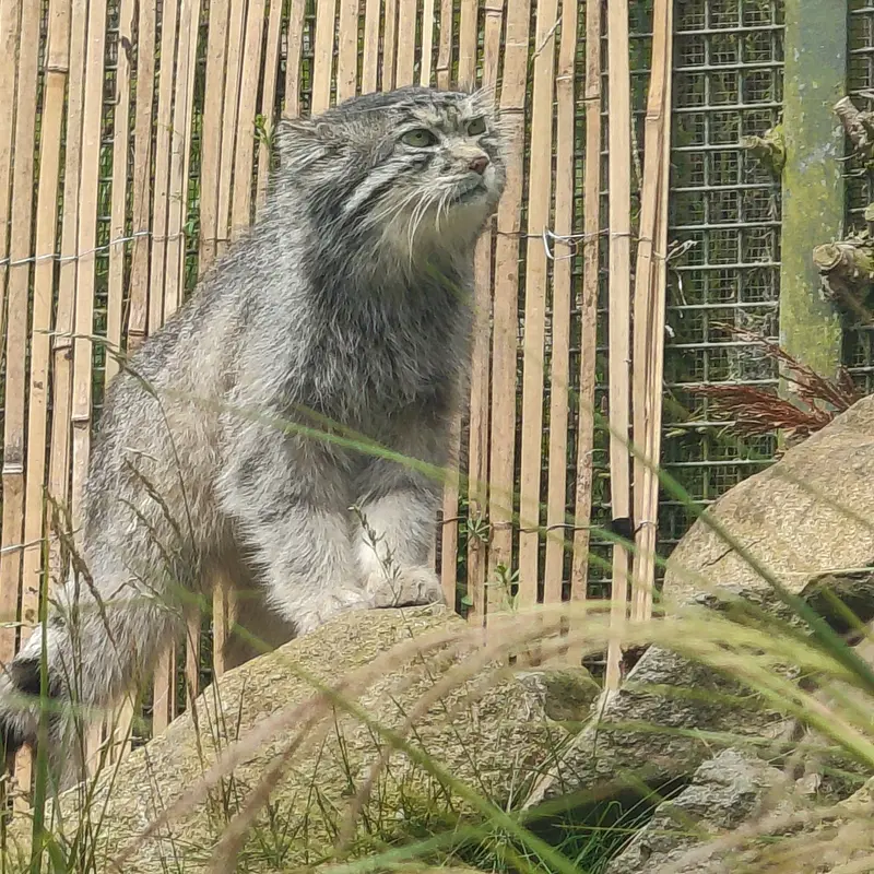 エディンバラ動物園のアキコの写真