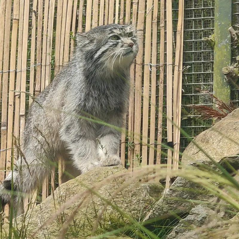エディンバラ動物園のアキコの写真