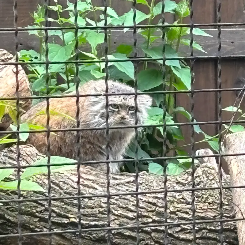ワルシャワ動物園のジェシーの写真