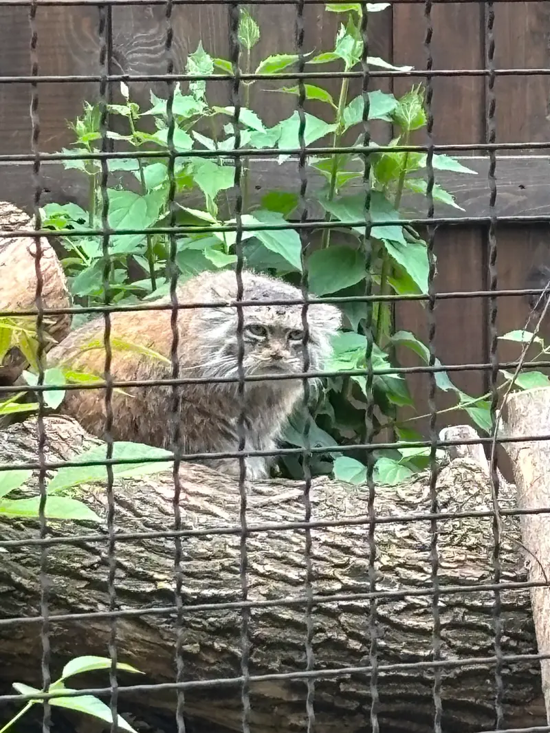 ワルシャワ動物園のジェシーの写真