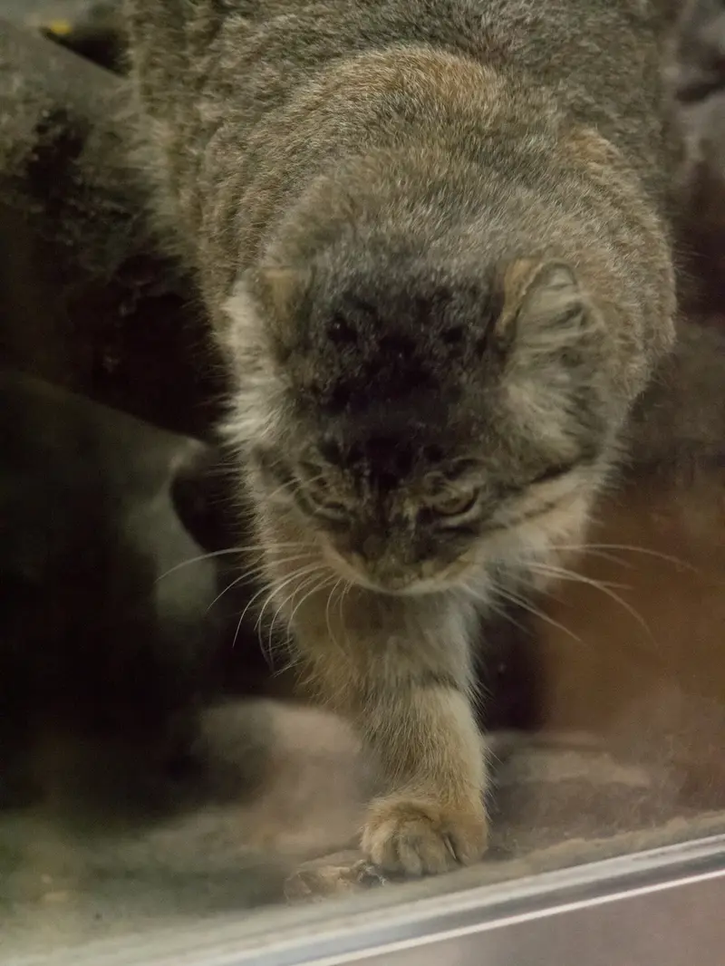恩賜上野動物園のプリームラの写真