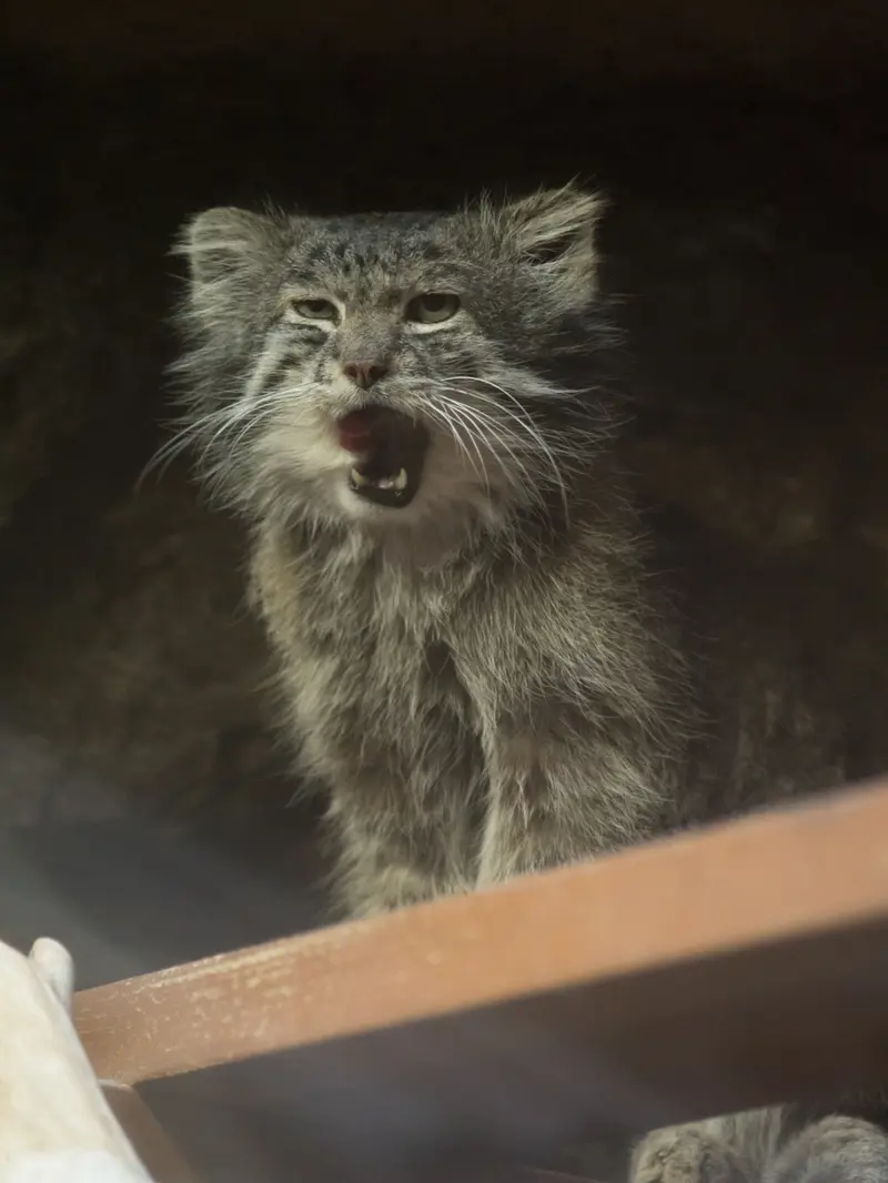 恩賜上野動物園のクリョンの写真