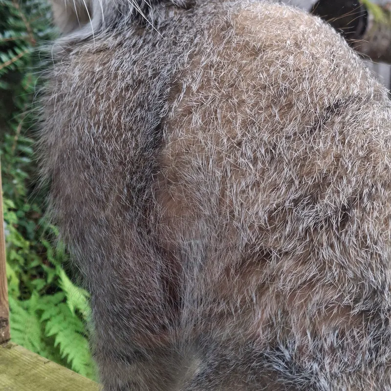 トレゴムール動物園のアルタイの写真