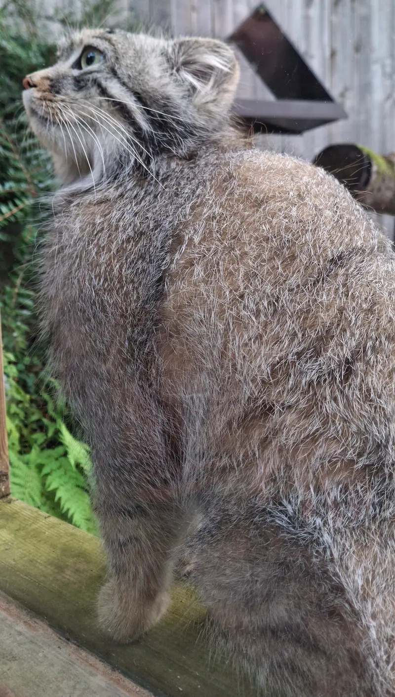 トレゴムール動物園のアルタイの写真