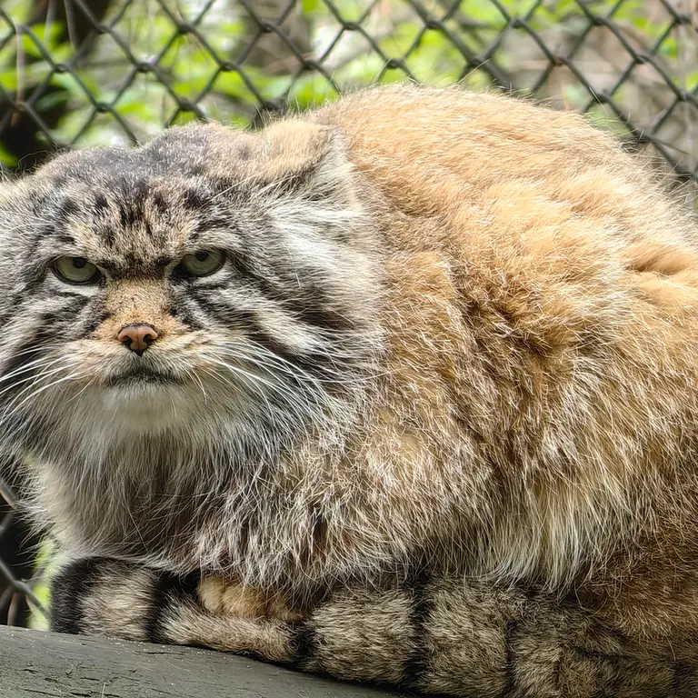 ノヴォシビルスク動物園のジョージの写真