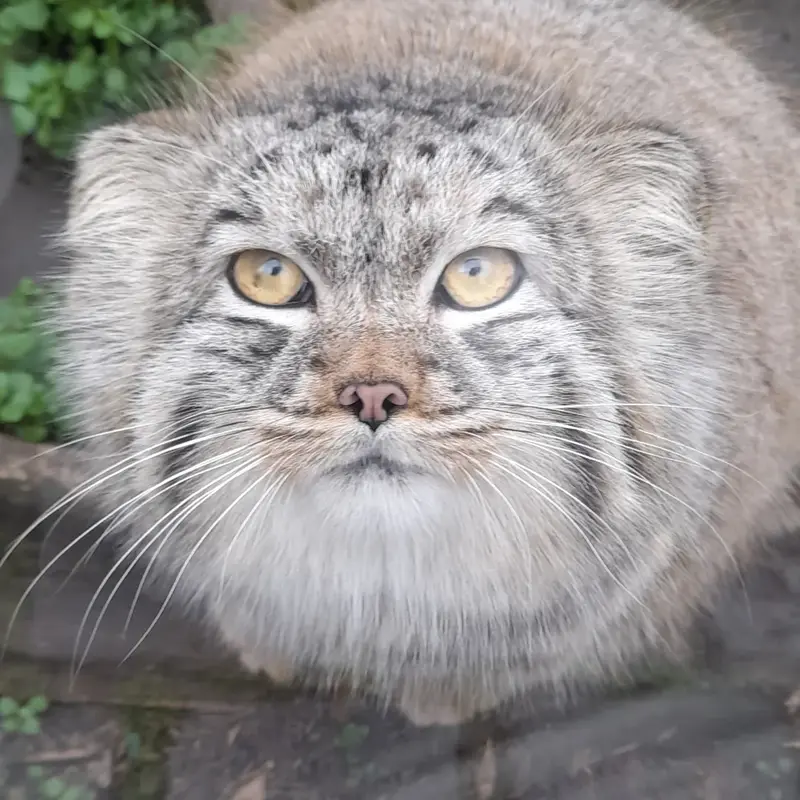 ブダペスト動物園＆植物園のボブの写真