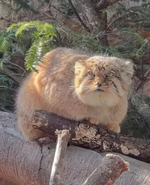 マヌルネコの写真