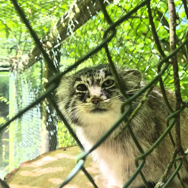 オペル動物園のバトゥの写真