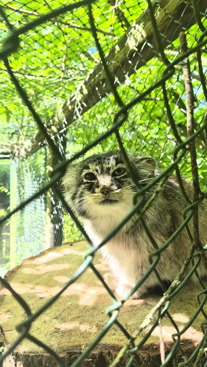 オペル動物園のバトゥの写真