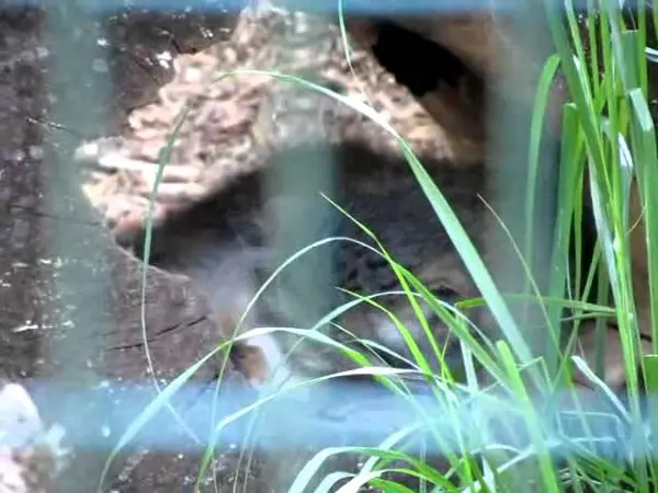 デッサウ動物園のマンニの動画