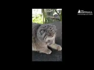 ハウレッツ・ワイルド・アニマル・パークのテムチンとヌルーの動画