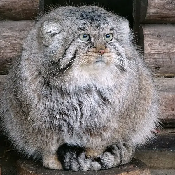 リガ動物園のビョルンの写真