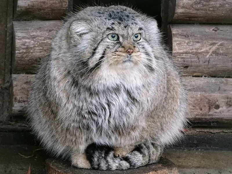 リガ動物園のビョルンの写真