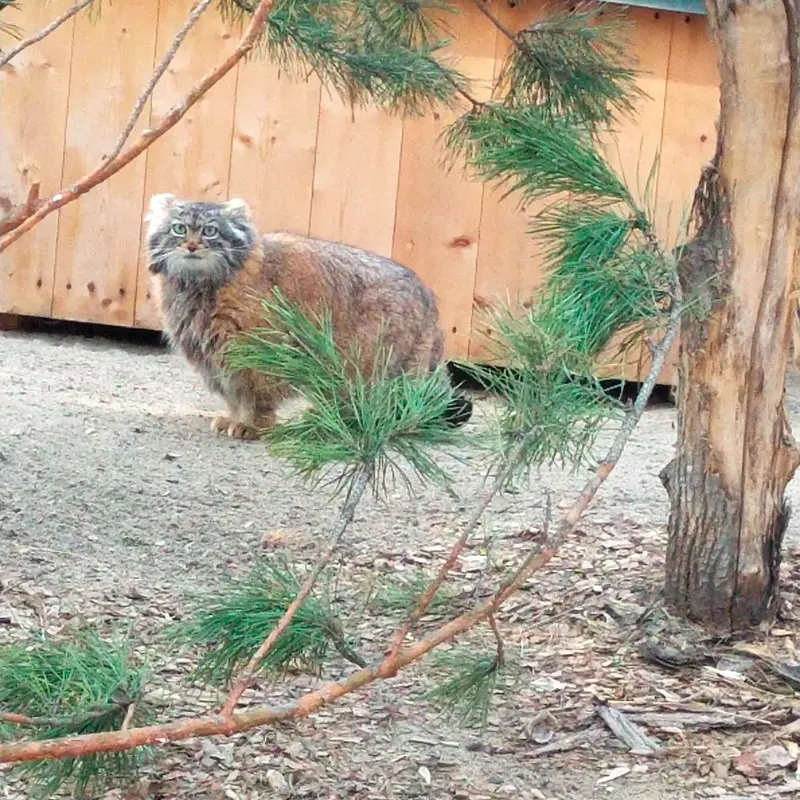 ノヴォシビルスク動物園のマヌルネコの写真