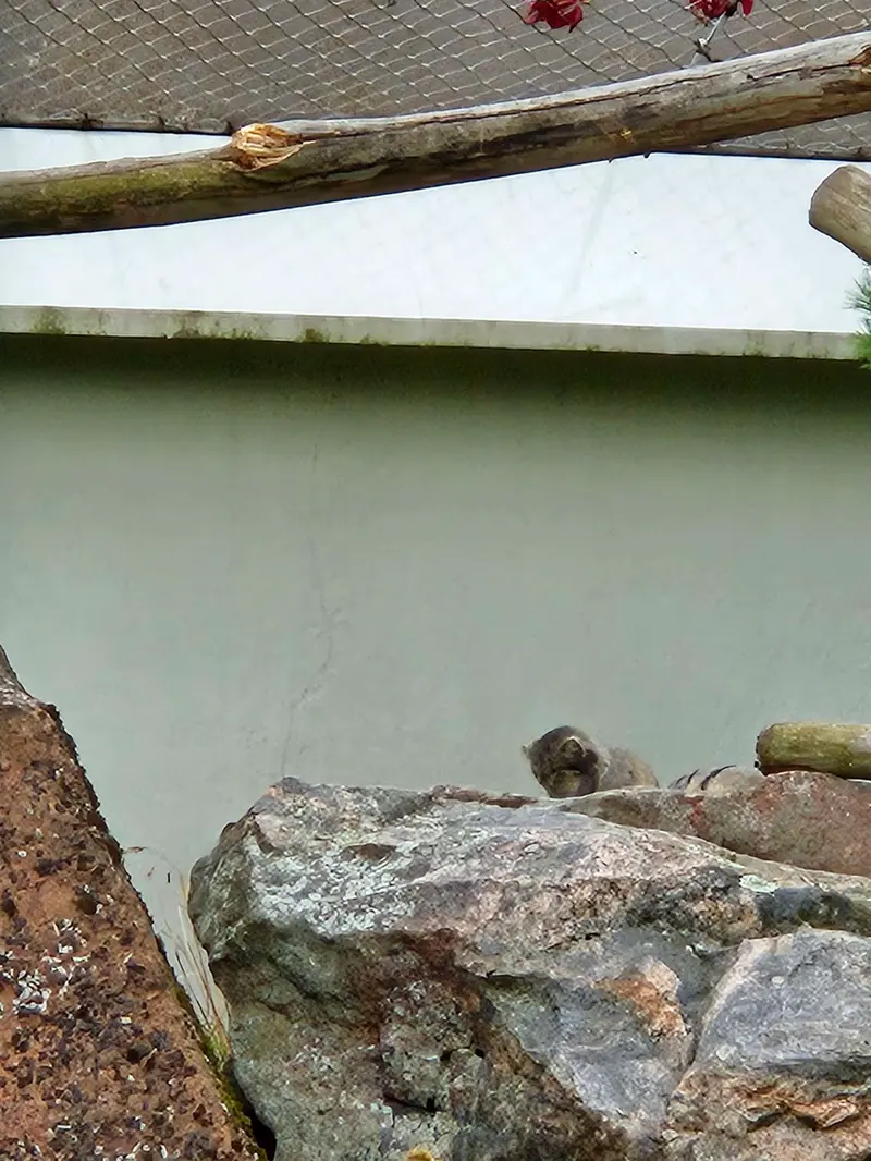 コルケアサーリ動物園のステンとサイミの写真