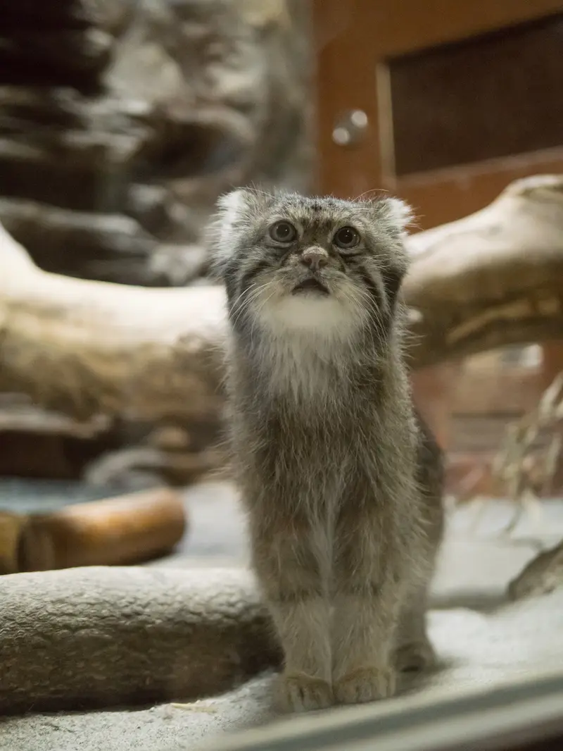 恩賜上野動物園のクリョンの写真