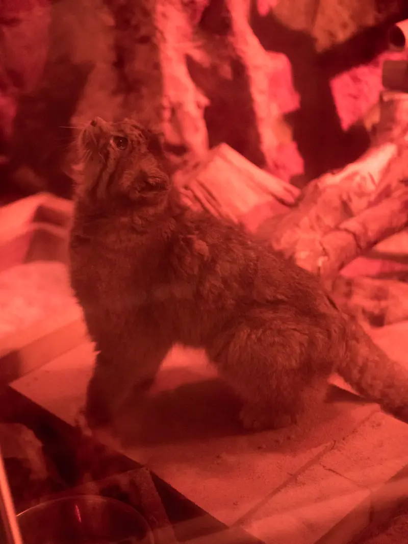 恩賜上野動物園のナイマの写真