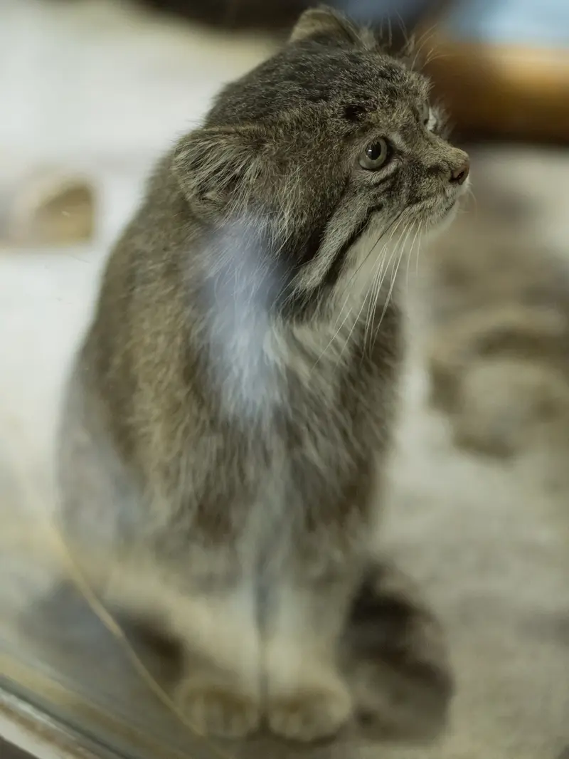 恩賜上野動物園のクリョンの写真