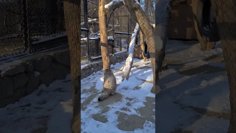 ノヴォシビルスク動物園のジョージの動画