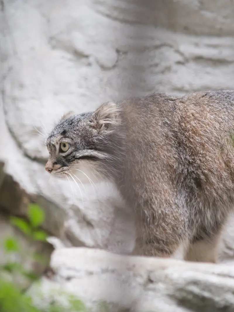 野毛山動物園のフィーガの写真