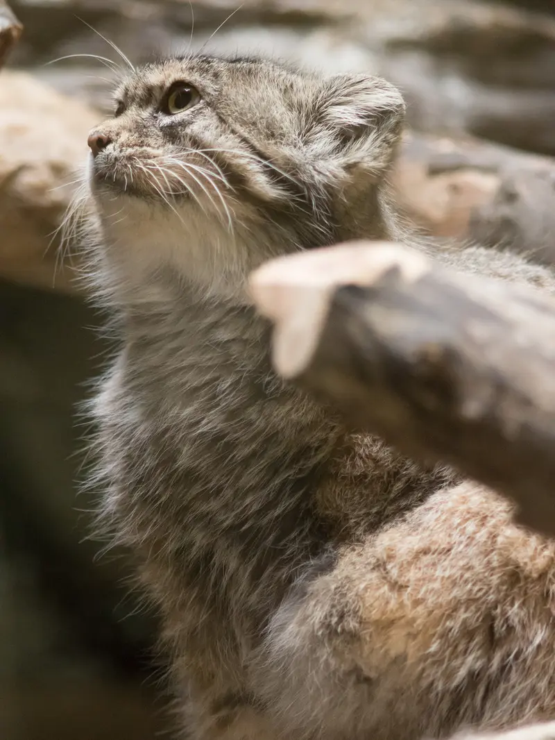 恩賜上野動物園のプリームラの写真