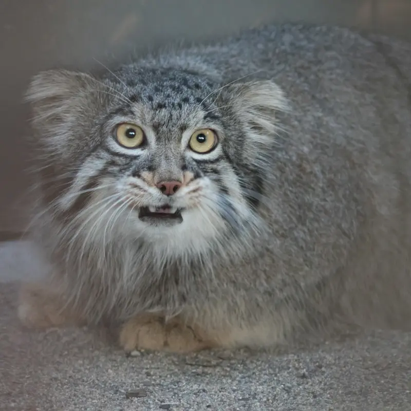 野毛山動物園のフィーガの写真