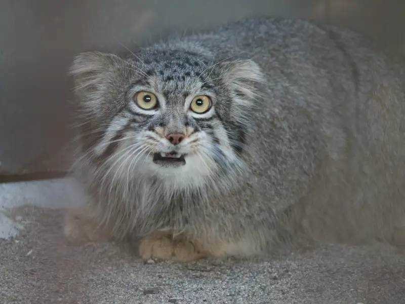 野毛山動物園のフィーガの写真