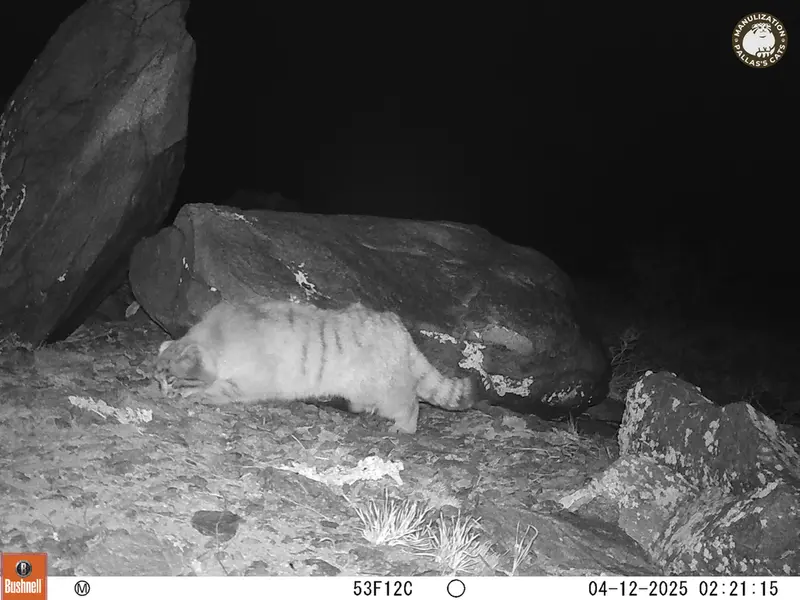 コシュカルカメラトラップで撮影したOtocolobus manul manulの写真