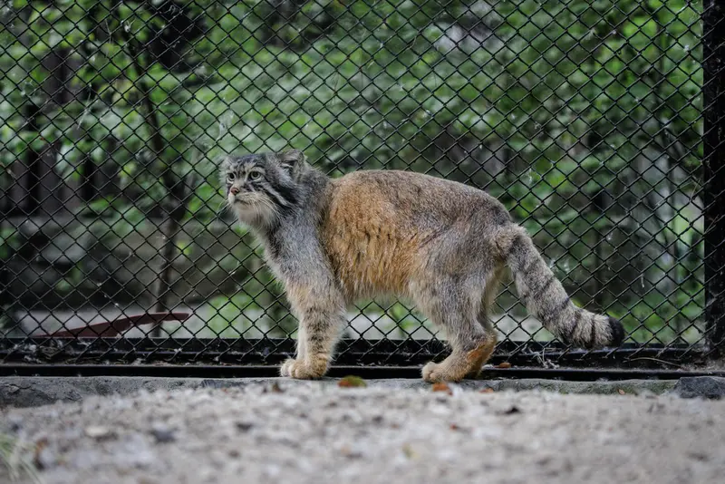 ノヴォシビルスク動物園のジョージの写真